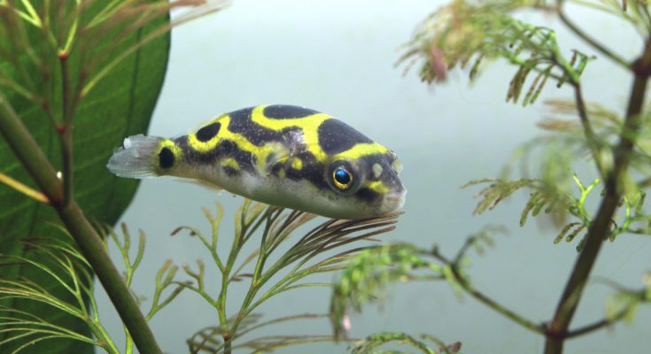 Pesce palla in acquario