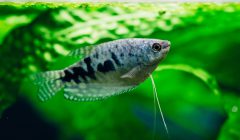 TRICHOGASTER TRICHOPTERUS SUMATRANUS