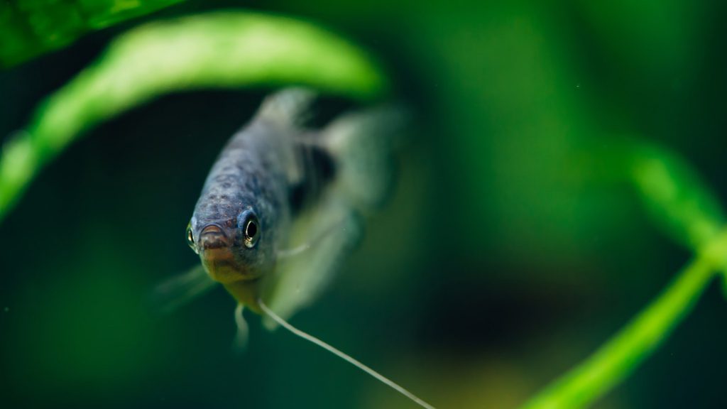 SUMATRA, TRICHOGASTER TRICHOPTERUS in acquario piantumato