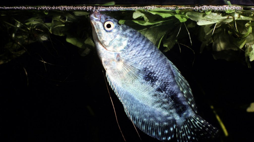 pesce in acquario mentre nuota in superficie