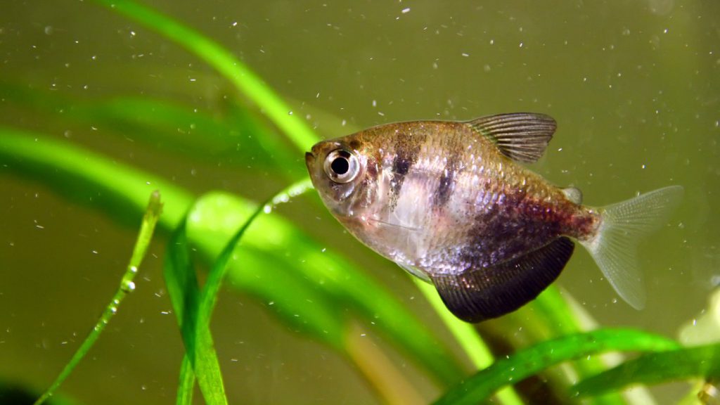 black tetra caracide in acquario