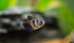 tetra nero 2- caracide