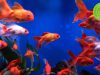 Acquario sostenibile
