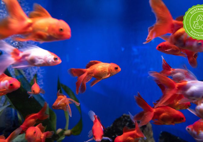 Acquario sostenibile
