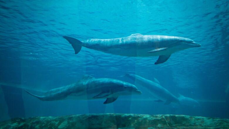 delfini nell'acquario di abu dabhi sea world