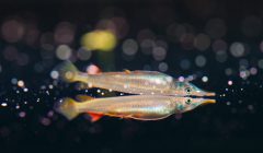 dermogenys pusillus combttente