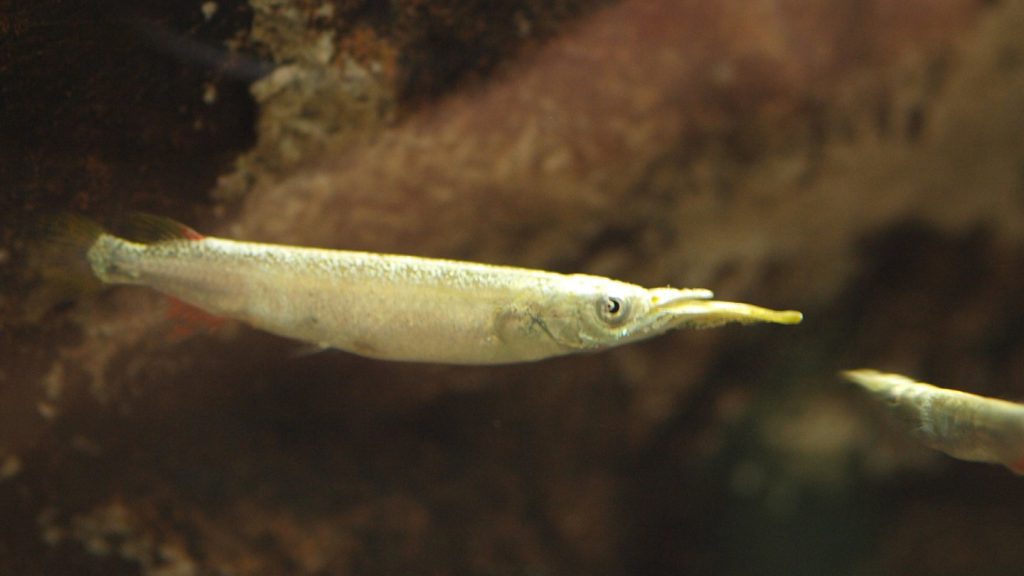 Aspetto del Dermogenys pusillus  pesce combattente orientale
