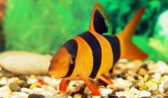 Chromobotia Macracanthus botia pagliaccio