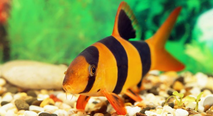 Chromobotia Macracanthus botia pagliaccio
