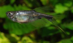 Corynopoma-riisei-swordtail characin