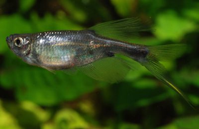 Corynopoma-riisei-swordtail characin