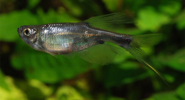Corynopoma-riisei-swordtail characin