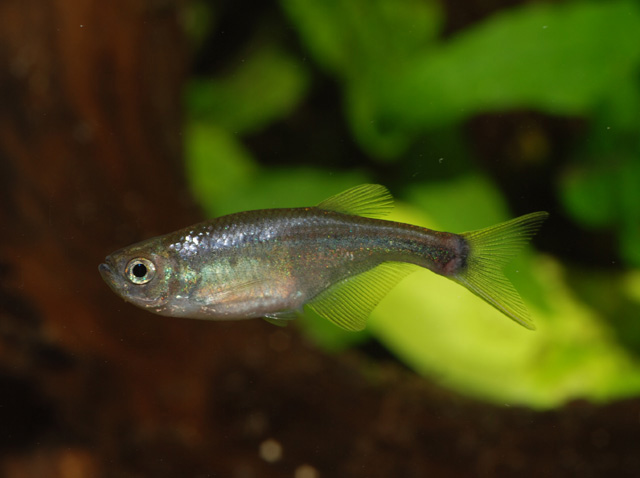 Corynopoma-riisei-swordtail characin