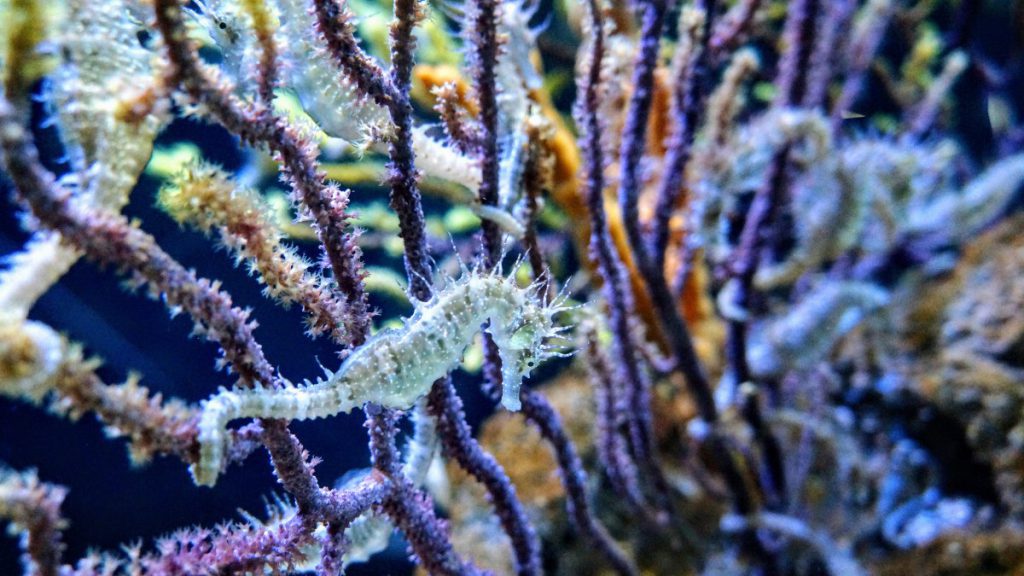 cavalluccio marino barriera corallina