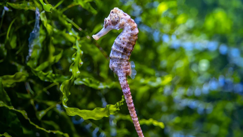 cavalluccio marino in acquario hippocampus