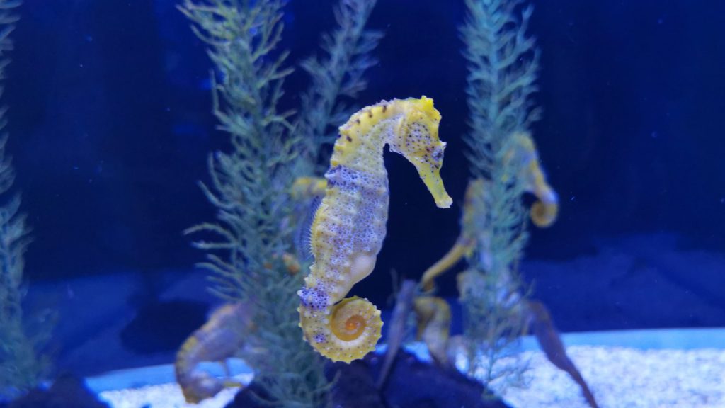 cavalluccio marino ippocampo