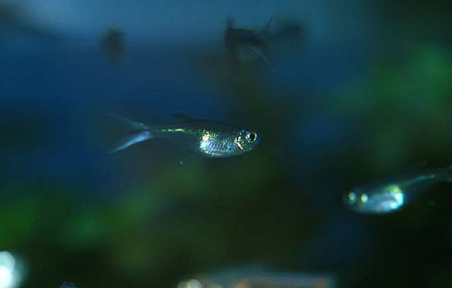 Corynopoma-riisei-swordtail characin