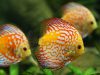 pesci-ornamentali-arancioni