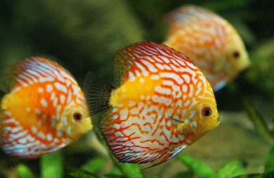pesci-ornamentali-arancioni