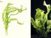 Aponogeton_Ulvaceus collage