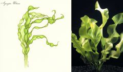 Aponogeton_Ulvaceus collage
