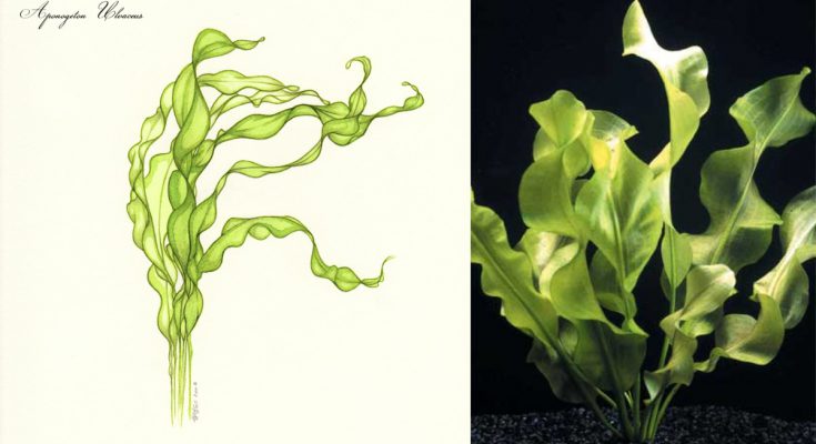 Aponogeton_Ulvaceus collage