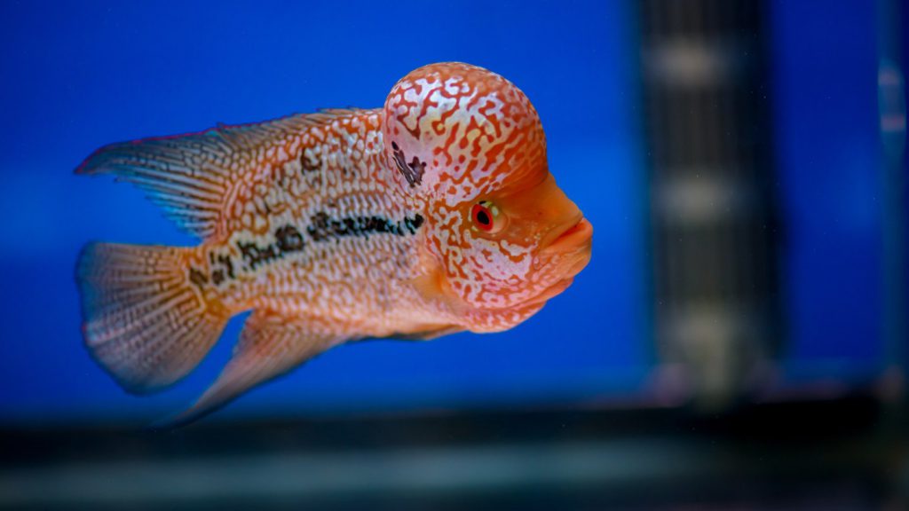 Flowerhorn rosso in acquario dolce