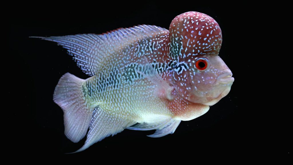 flowerhorn ciclide 