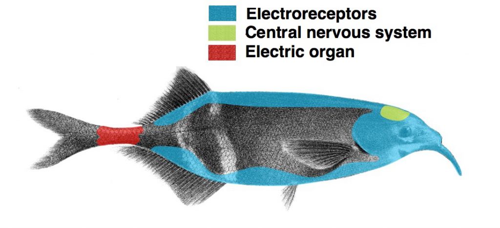 scheda organi pesce elefante