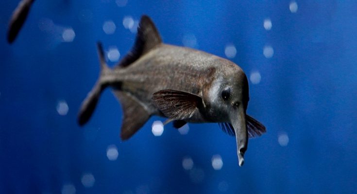 Gnathonemus_petersii,_pesce-elefante