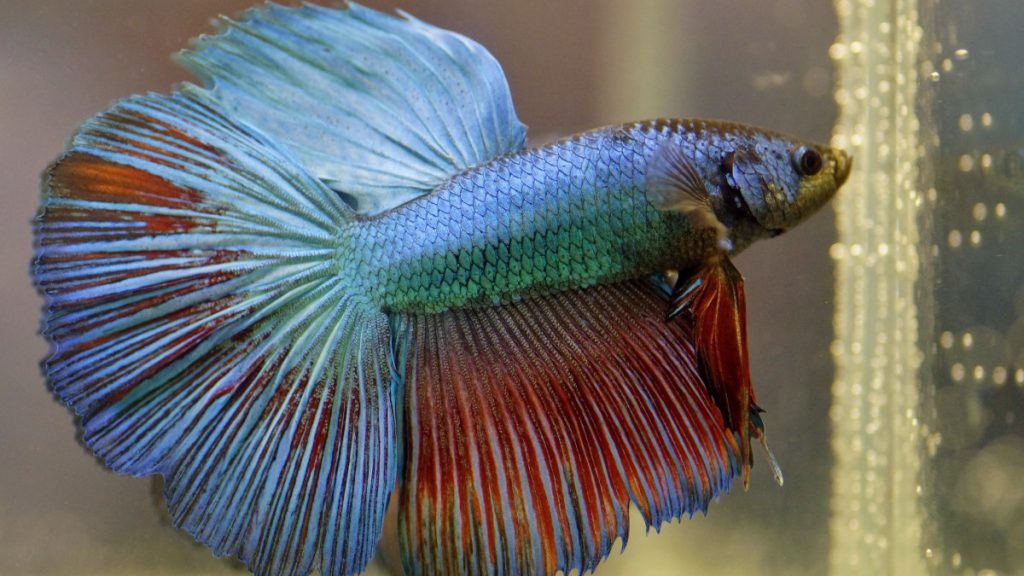 esigenze cibo betta splendens