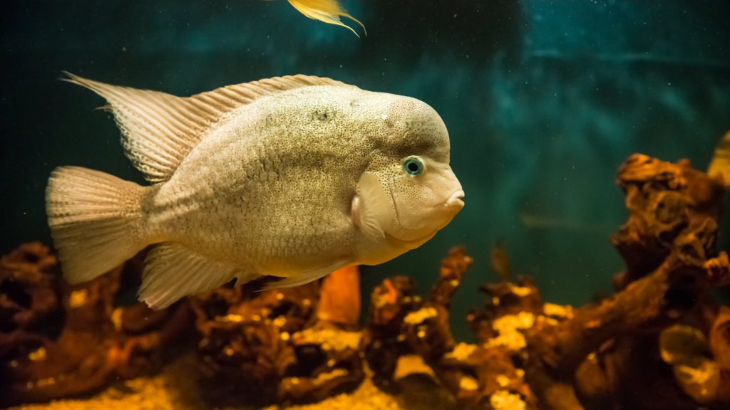 flowerhorn ciclide bianco in acquario casalingo