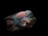 flowerhorn pesce acquario dolce