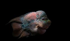 flowerhorn pesce acquario dolce