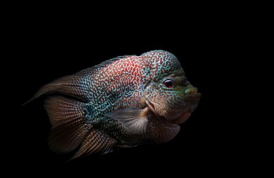 flowerhorn pesce acquario dolce