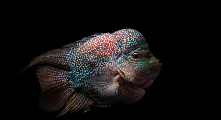 flowerhorn pesce acquario dolce