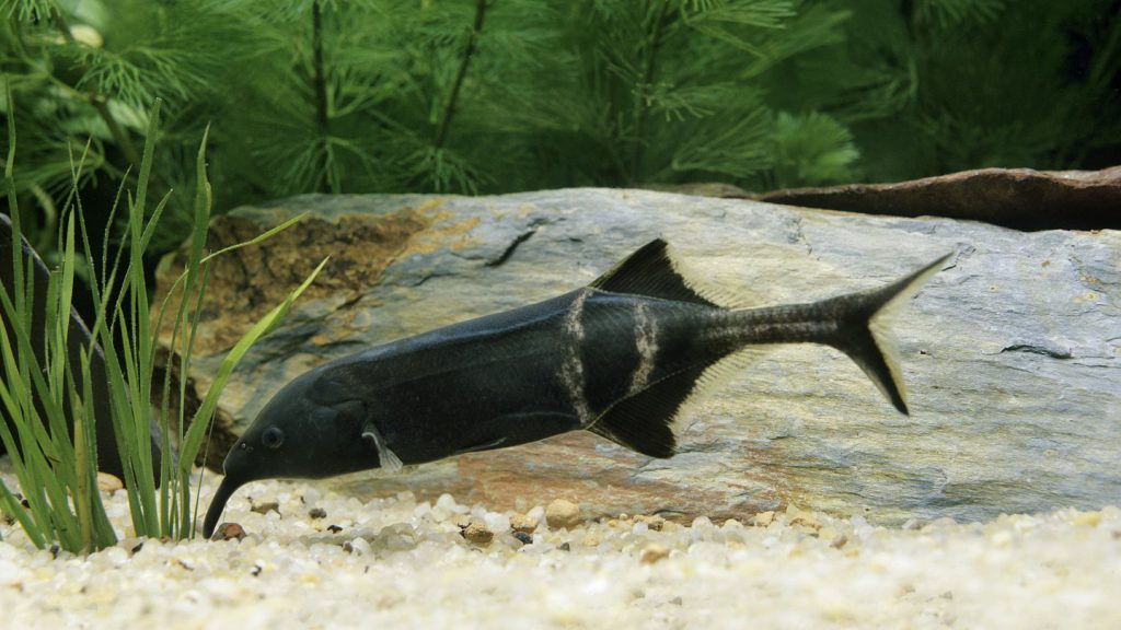 pesce elefante Gnathonemus petersii in acquario domestico