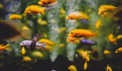 quale cibo pesci acquario