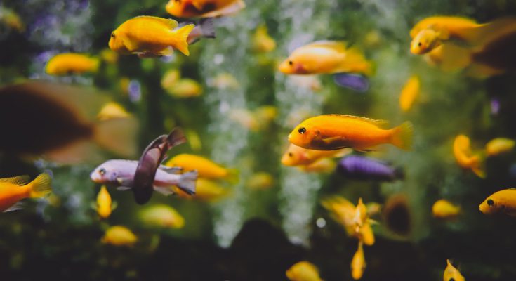 quale cibo pesci acquario