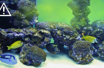tossicità acquario