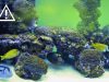 tossicita acquario domestico