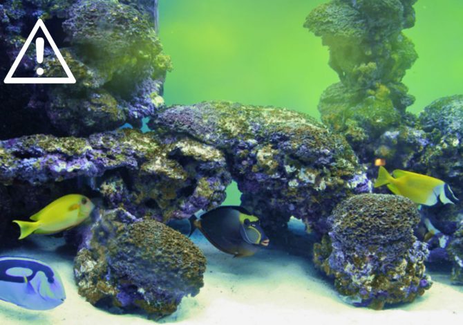tossicita acquario domestico