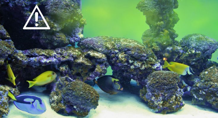 tossicita acquario domestico