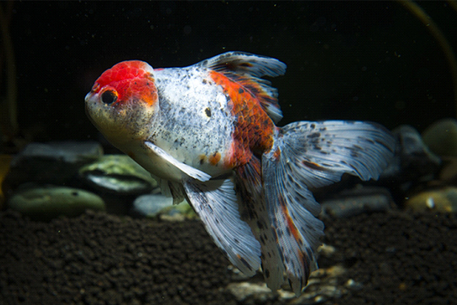 tossicità-acquario-domestico