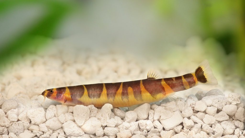 Pangio Myersi serpente acqua dolce popolare in acquario domestico