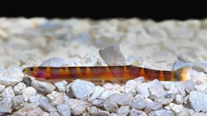 Pangio myiersi arancione nero