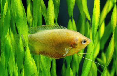 Vallisneria-spiralis-gourami