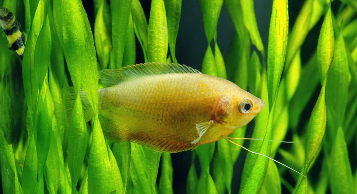 Vallisneria-spiralis-gourami