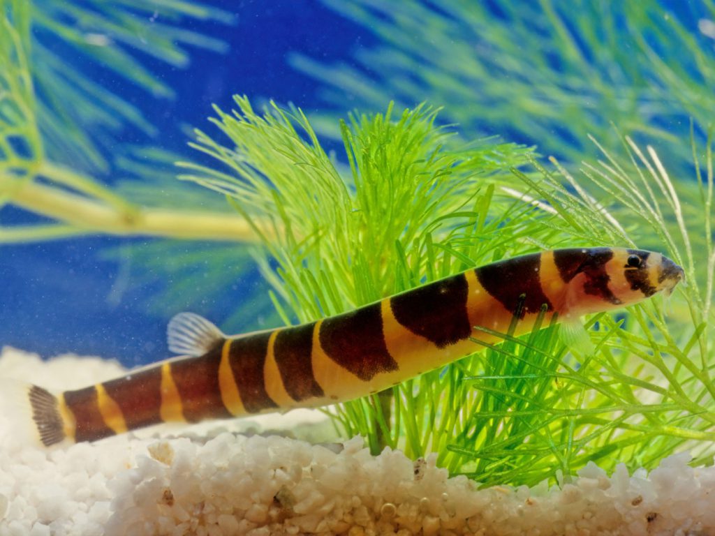 pesce serpente acquario domestico pangio