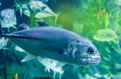 tossicita acquario domestico trattamenti chimici